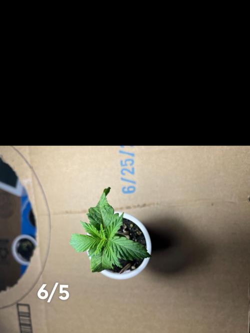 Joey G’s indoor+outdoor grow. Week 5