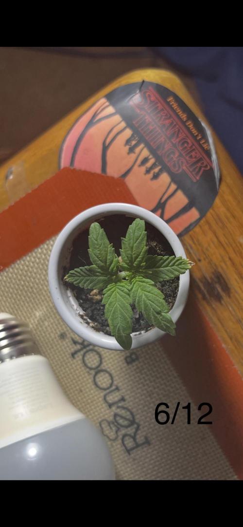 Joey G’s indoor+outdoor grow. Week 5 - EXPLOSIVE 2 Days of growth!!! 💪😎