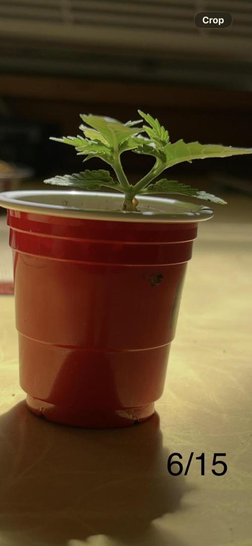 Joey G’s indoor+outdoor grow. Week 5