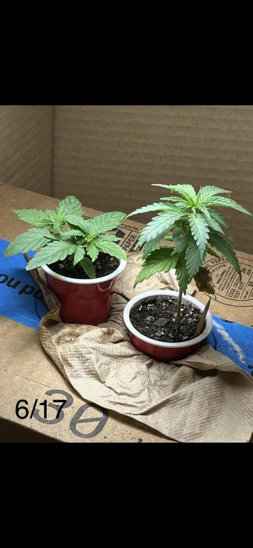 Joey G’s indoor+outdoor grow. Week 5