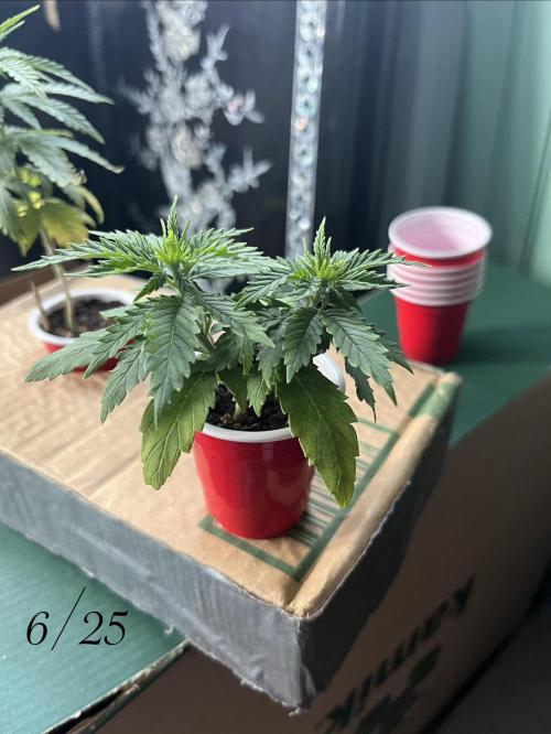 Joey G’s indoor+outdoor grow. Week 5