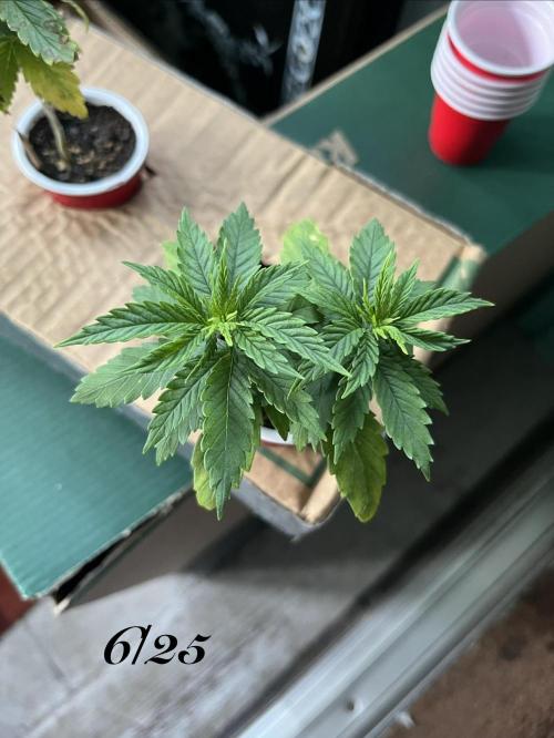 Joey G’s indoor+outdoor grow. Week 5