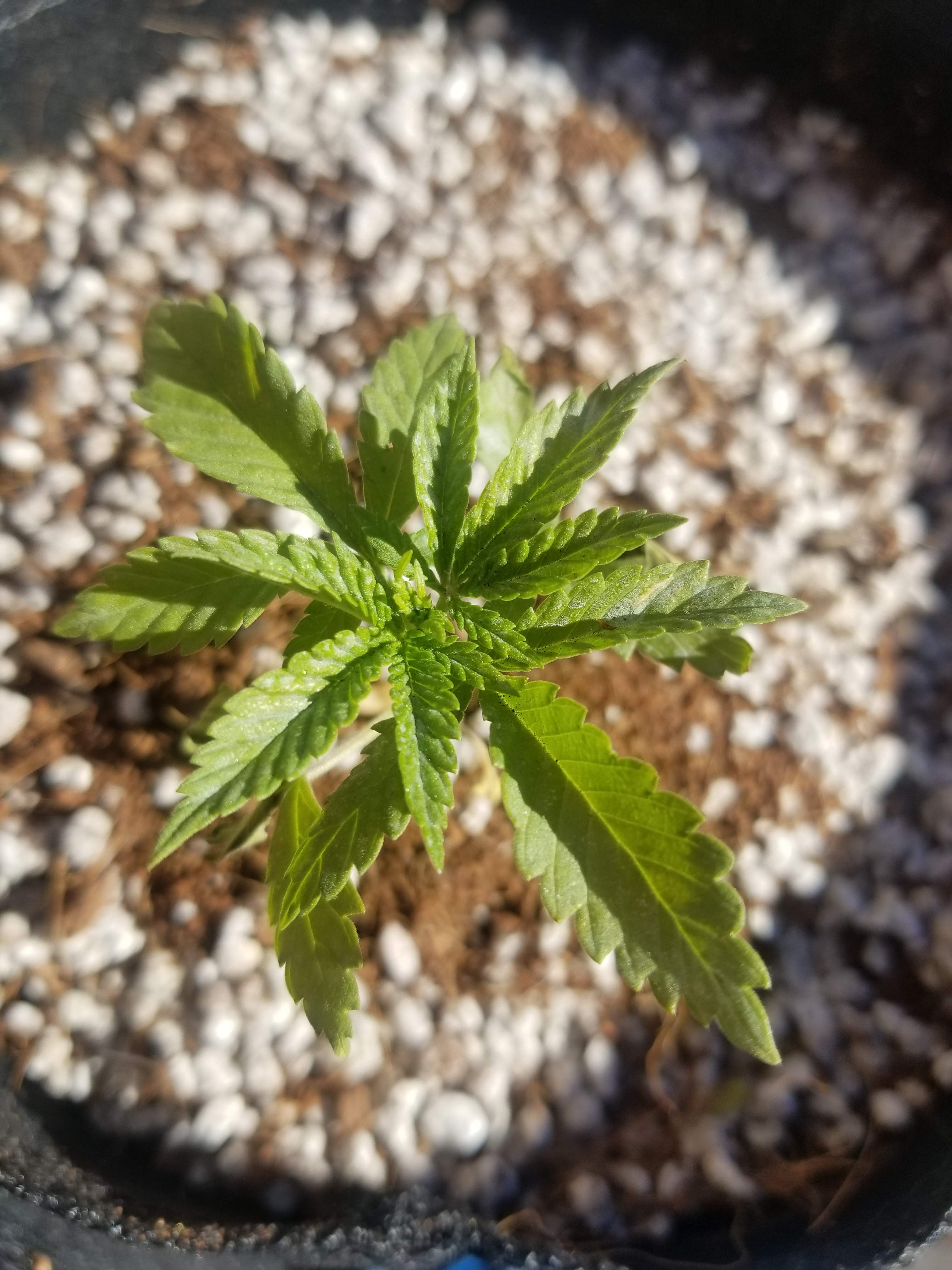 Pie Crust Kre8 2 grow diary (journal) week3 by thumbsupfarms GrowDiaries