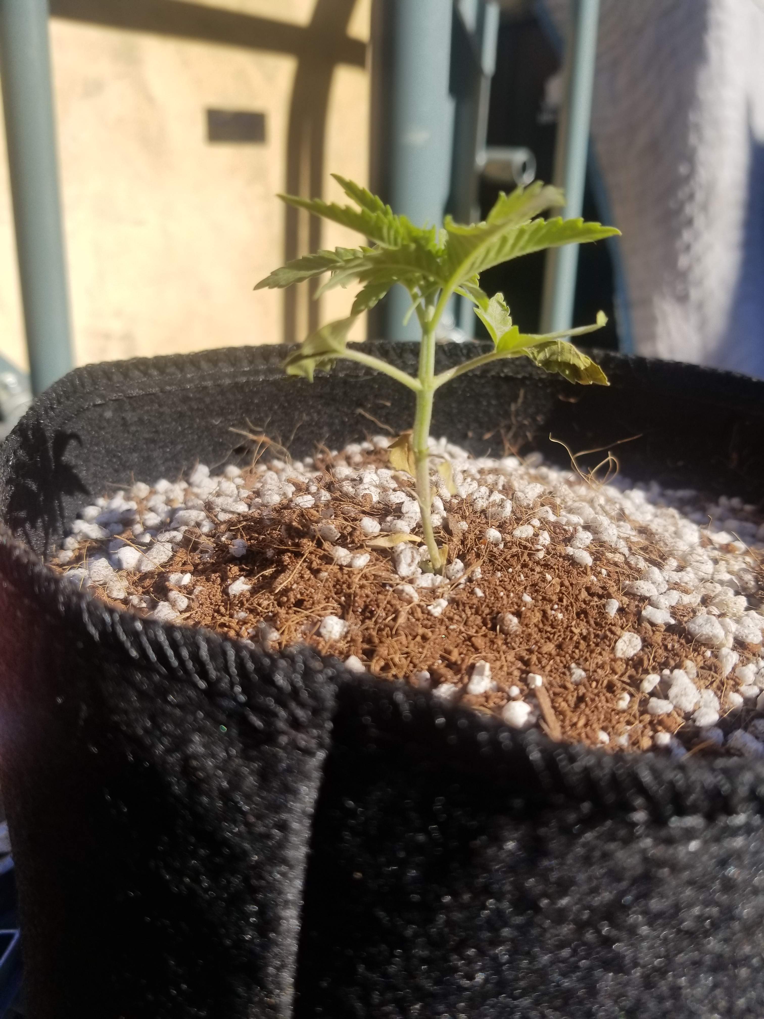 Pie Crust Kre8 2 grow diary (journal) week3 by thumbsupfarms GrowDiaries