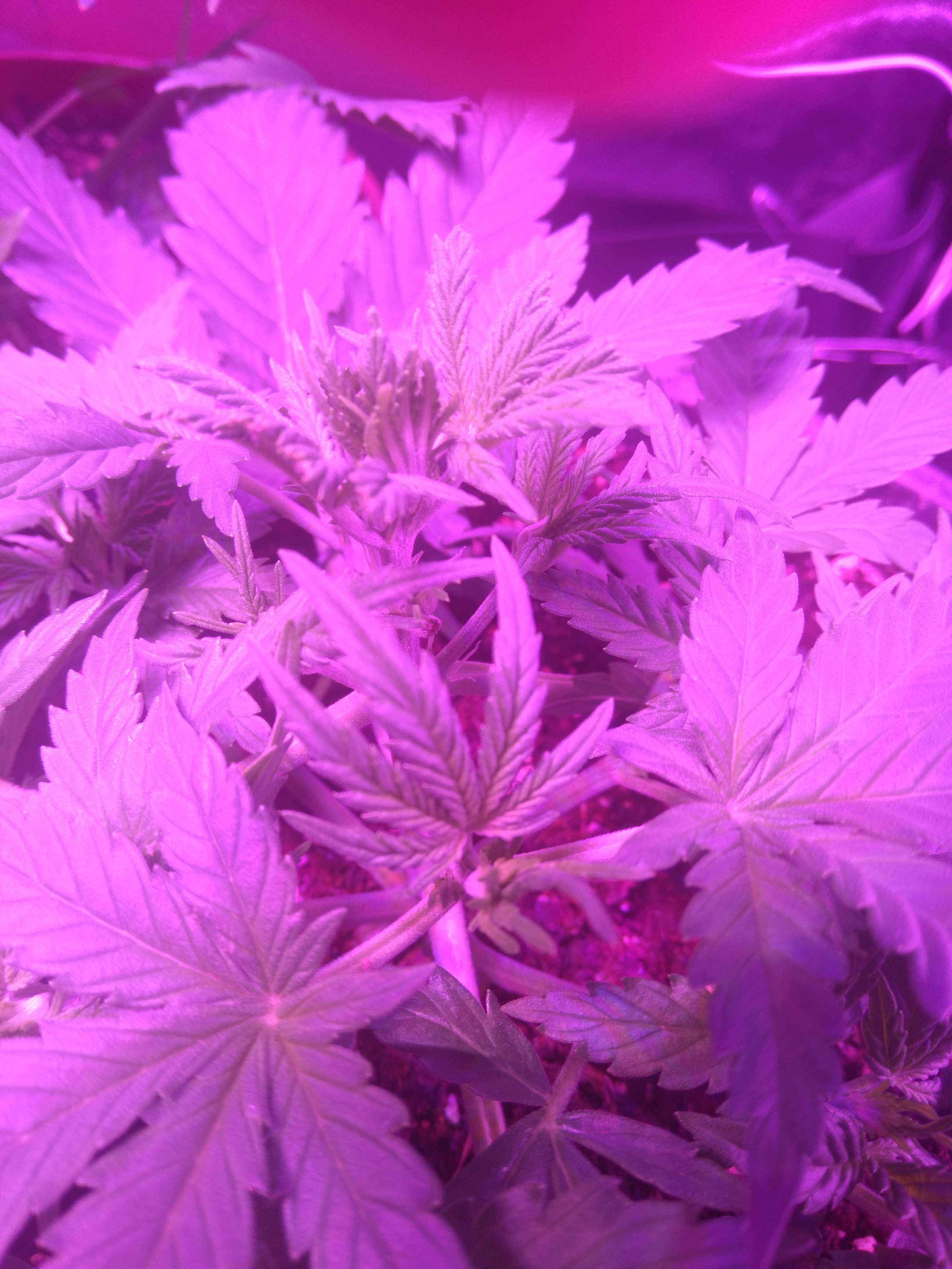 Royal Queen Seeds Blue Cheese Automatic grow diary (journal) week4 by