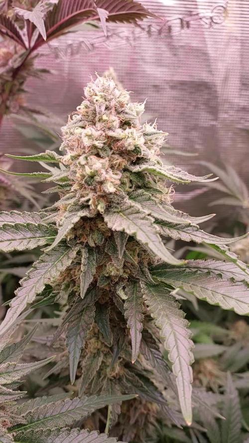 Critical kush