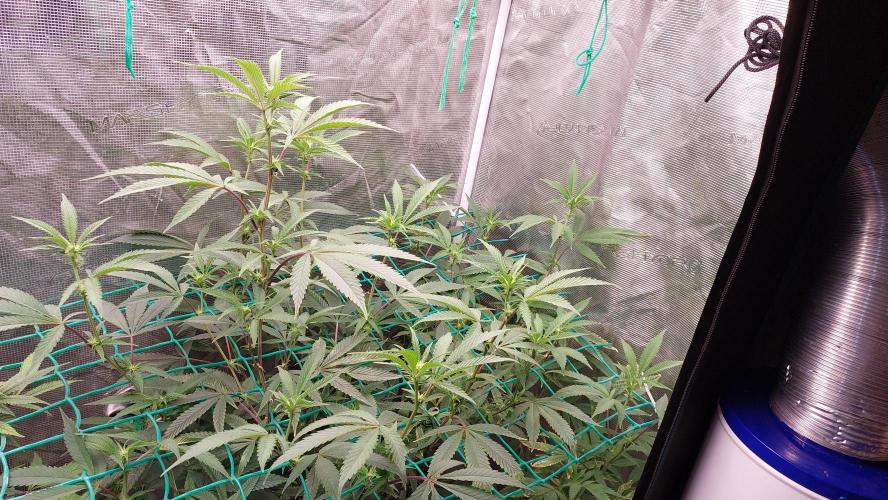 Peach Sherbet OG, last clones). Week 1