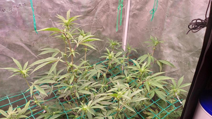 Peach Sherbet OG, last clones). Week 2