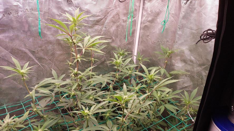 Peach Sherbet OG, last clones). Week 2