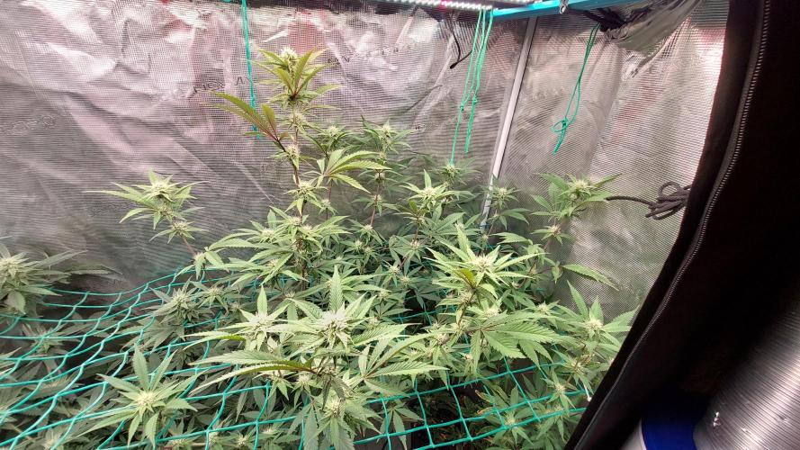 Peach Sherbet OG, last clones). Week 3