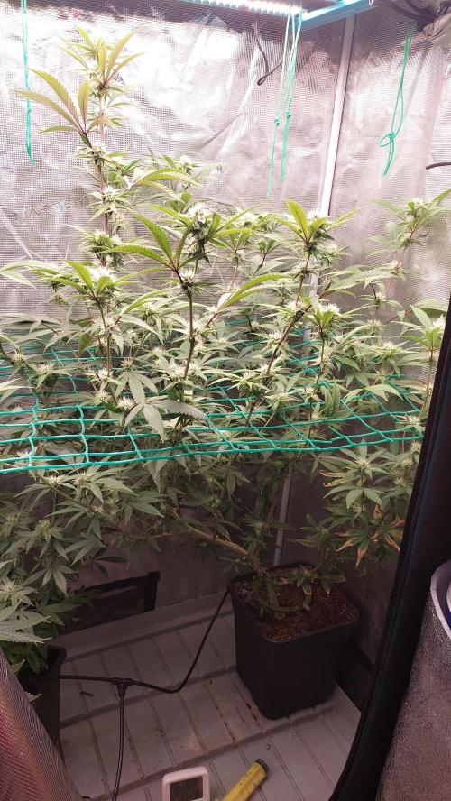 Peach Sherbet OG, last clones). Week 3