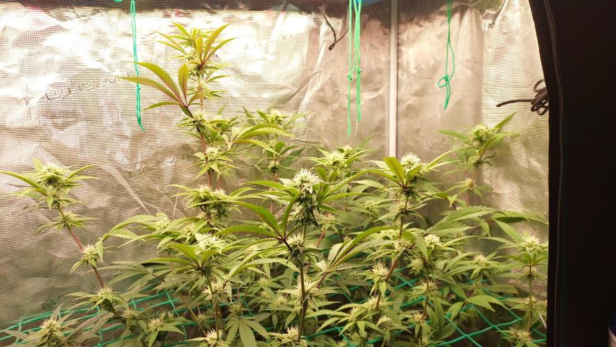 Peach Sherbet OG, last clones). Week 3