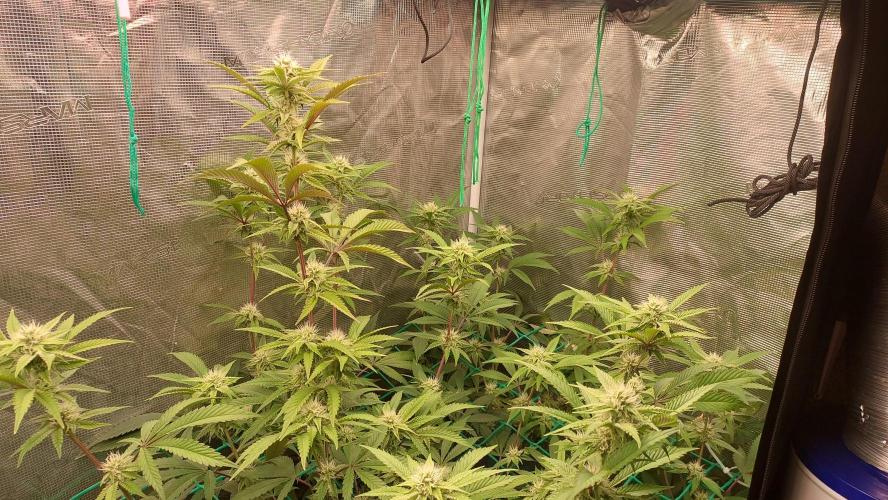 Peach Sherbet OG, last clones). Week 3