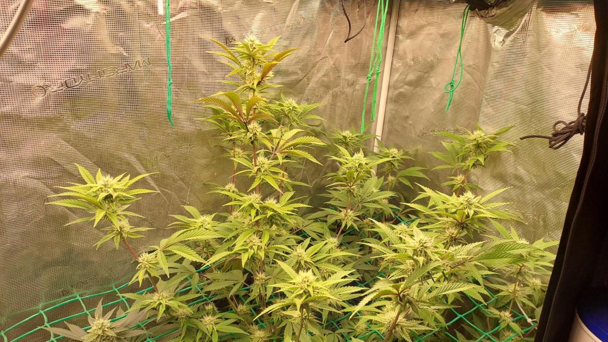 Peach Sherbet OG, last clones). Week 4