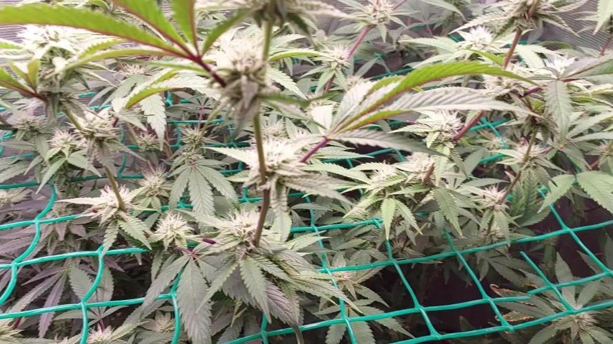 Peach Sherbet OG, last clones)