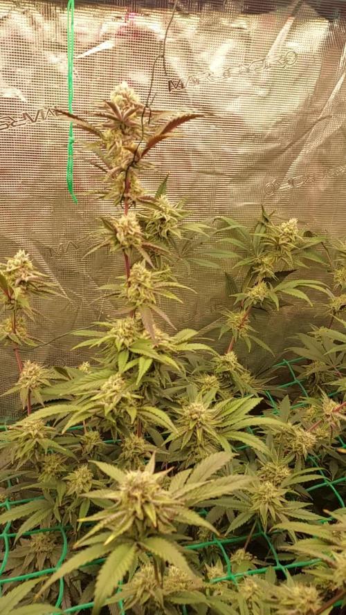 Peach Sherbet OG, last clones)