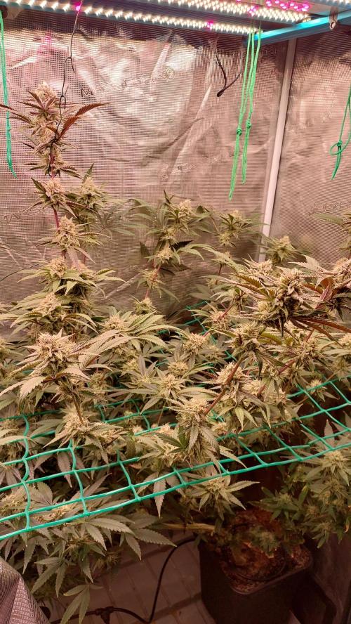 Peach Sherbet OG, last clones). Week 6