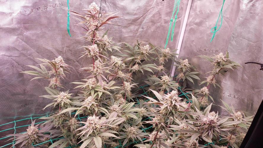 Peach Sherbet OG, last clones). Week 6