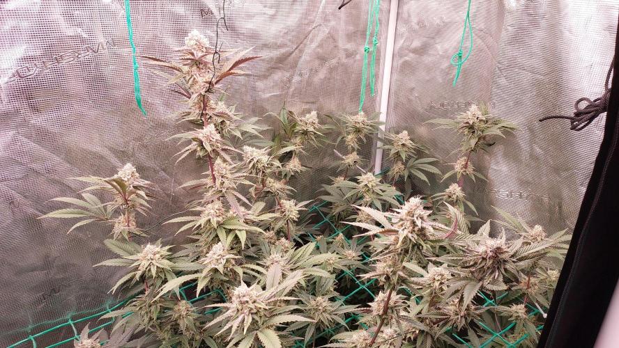 Peach Sherbet OG, last clones). Week 6