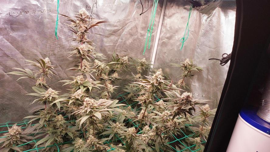 Peach Sherbet OG, last clones). Week 6