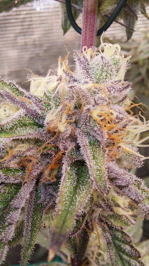 Peach Sherbet OG, last clones). Week 6