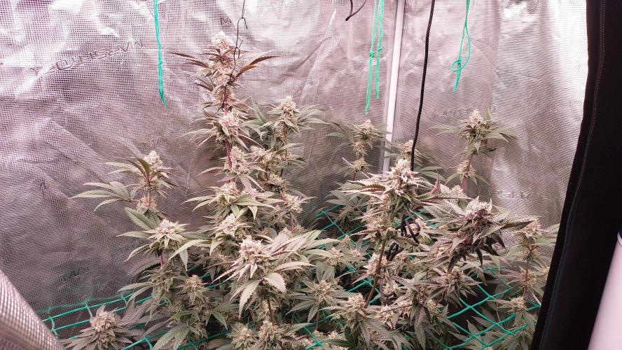 Peach Sherbet OG, last clones). Week 6