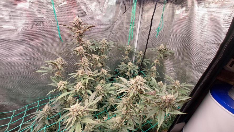 Peach Sherbet OG, last clones). Week 7