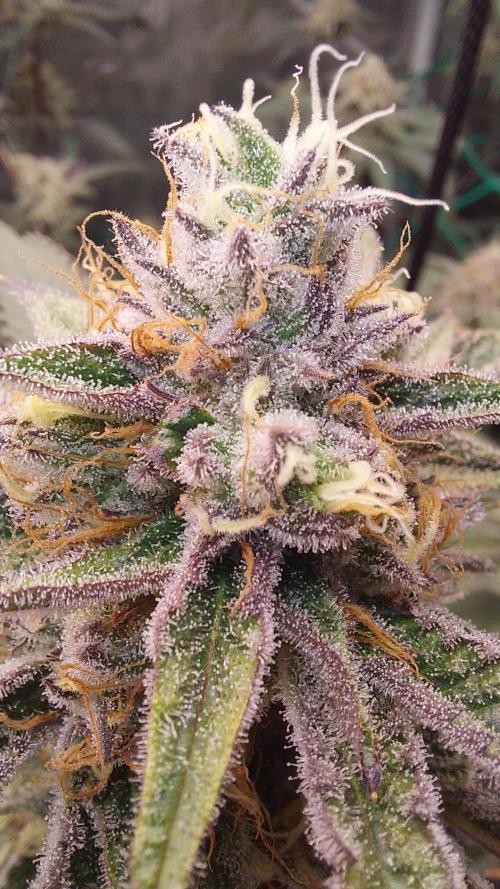 Peach Sherbet OG, last clones). Week 7