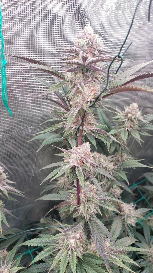 Peach Sherbet OG, last clones). Week 7