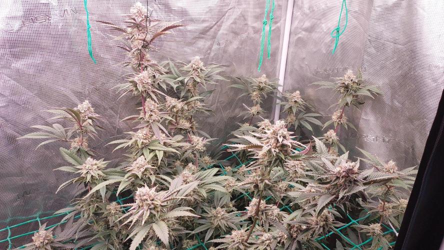 Peach Sherbet OG, last clones). Week 7