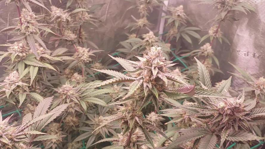 Peach Sherbet OG, last clones)