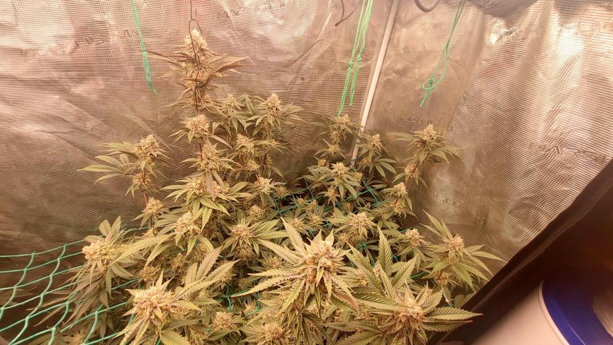 Peach Sherbet OG, last clones). Week 7