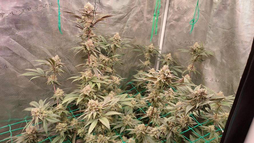 Peach Sherbet OG, last clones). Week 6