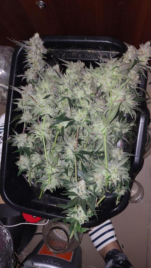 Peach Sherbet OG, last clones). Week 8