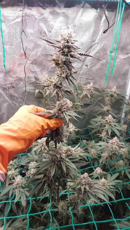 Peach Sherbet OG, last clones). Week 8