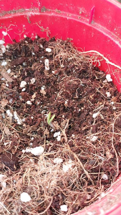 Gmo-animal cookies. Week 0