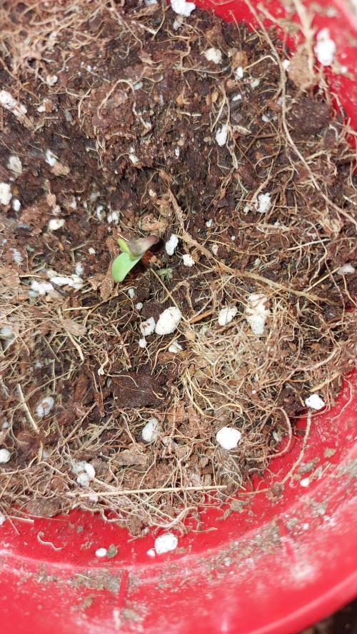 Gmo-animal cookies. Week 0