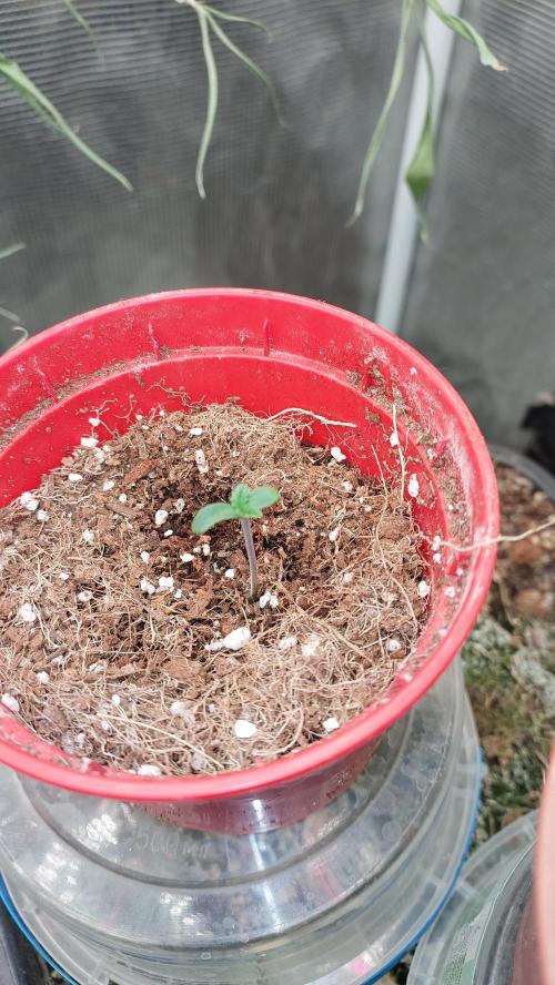 Gmo-animal cookies. Week 0