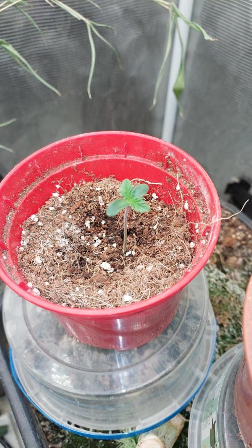 Gmo-animal cookies. Week 0