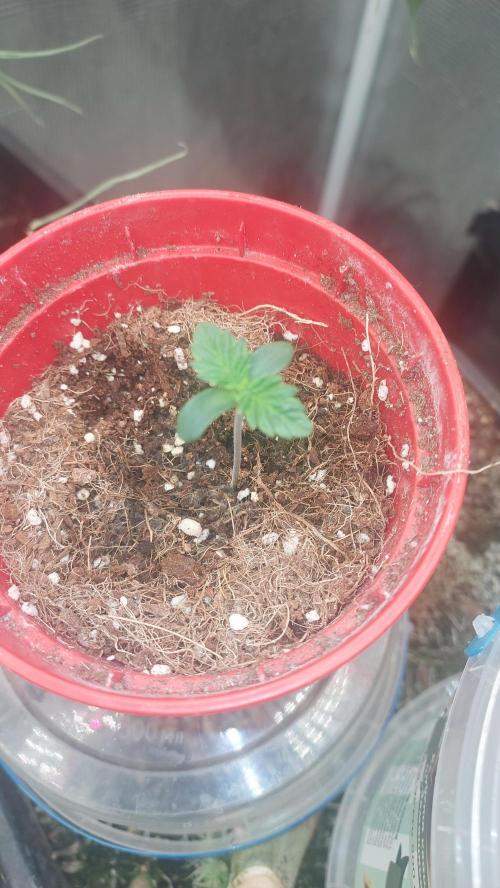 Gmo-animal cookies. Week 0