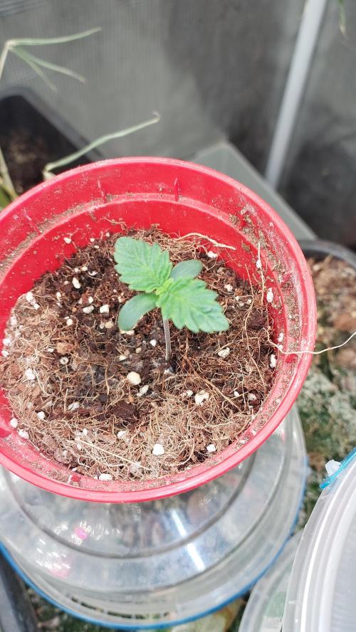 Gmo-animal cookies. Week 0