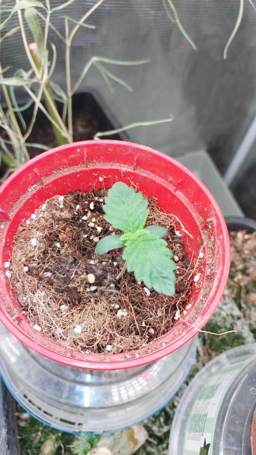 Gmo-animal cookies. Week 1