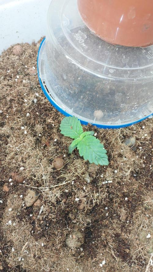 Gmo-animal cookies. Week 1 - Transplanted into 12l pot