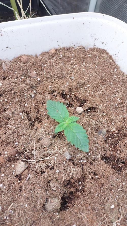 Gmo-animal cookies. Week 1