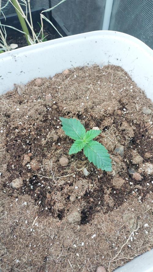 Gmo-animal cookies. Week 1