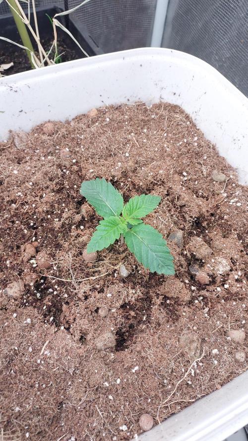 Gmo-animal cookies. Week 1