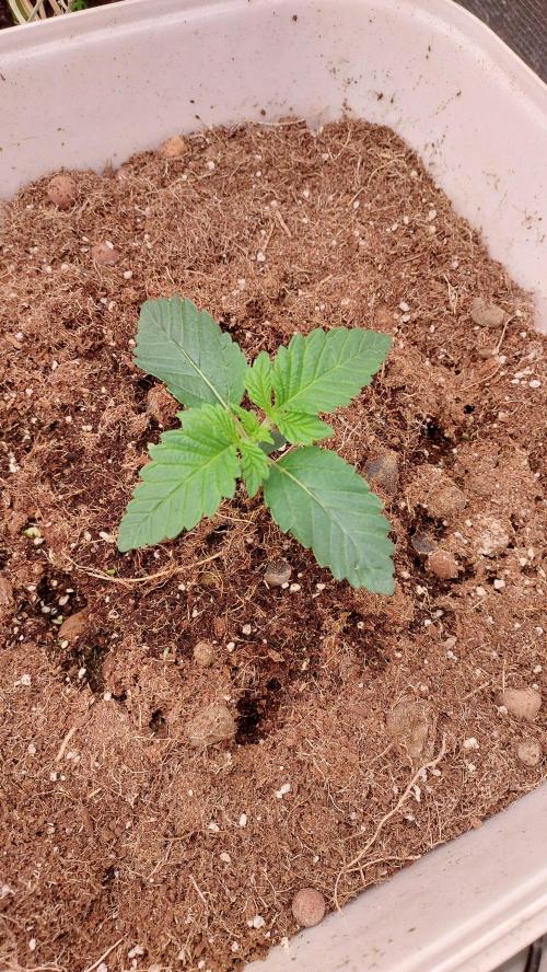 Gmo-animal cookies. Week 1