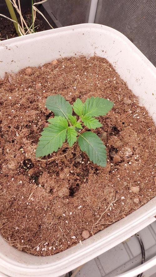 Gmo-animal cookies. Week 1