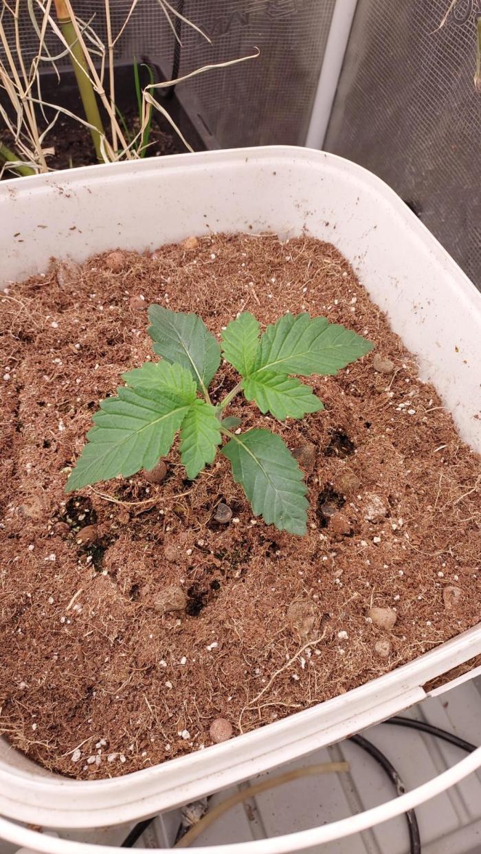 Gmo-animal cookies. Week 2