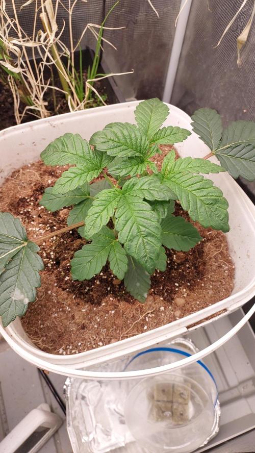 Gmo-animal cookies. Week 3